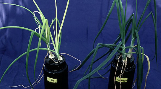 Role of Iron in Onion Production