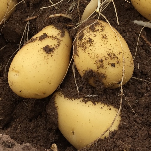 Kartoffelknollen
