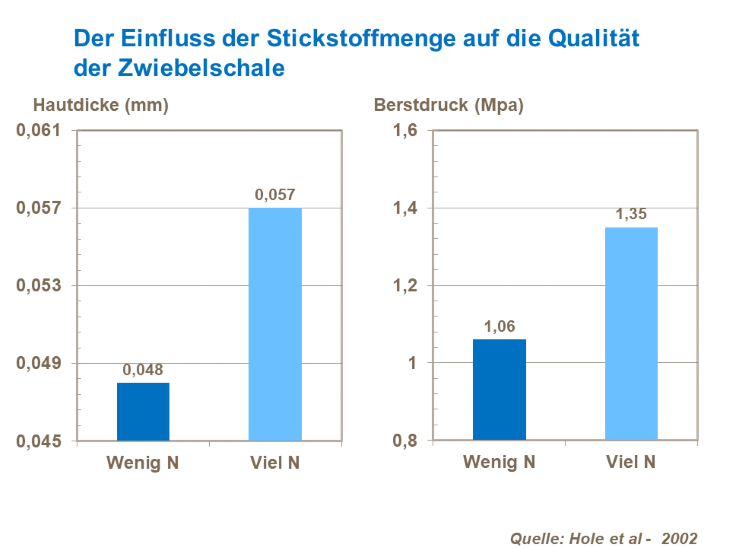 Der Einfluss der Stickstoffmenge auf die Qualität der Zwiebelschale