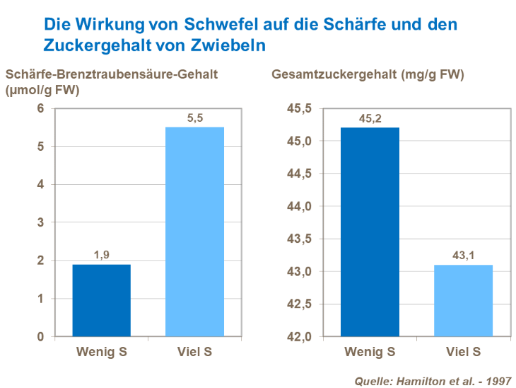Die Wirkung von Schwefel auf die Schärfe und den Zuckergehalt von Zwiebeln
