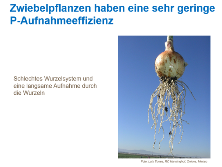 Schlechtes Wurzelsystem einer Zwiebel