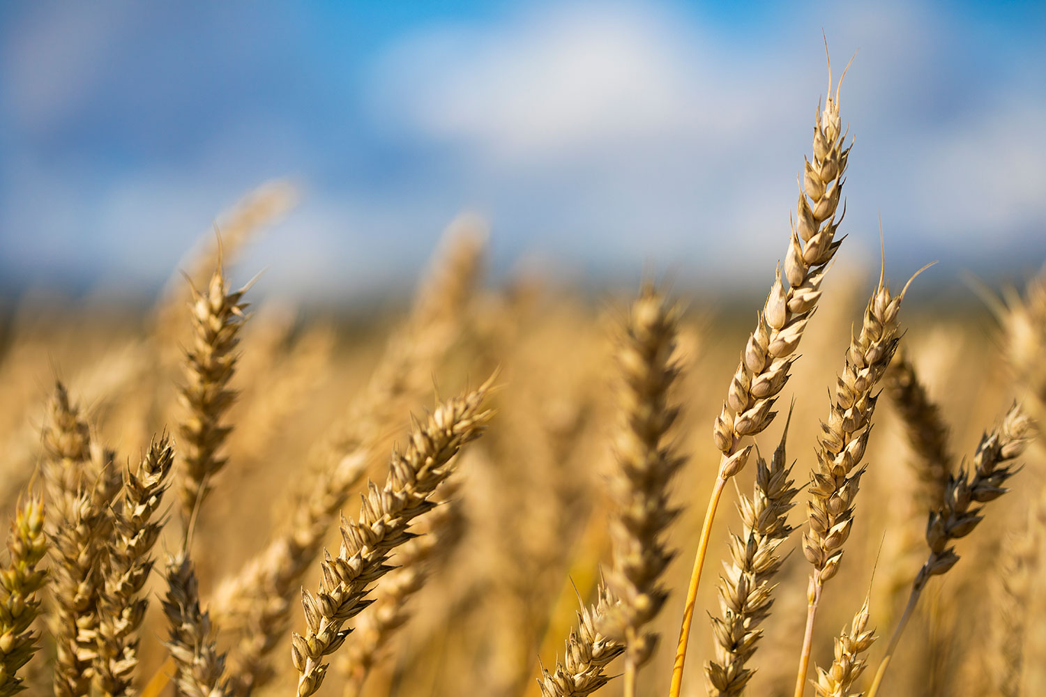 Newsletter Anmeldung