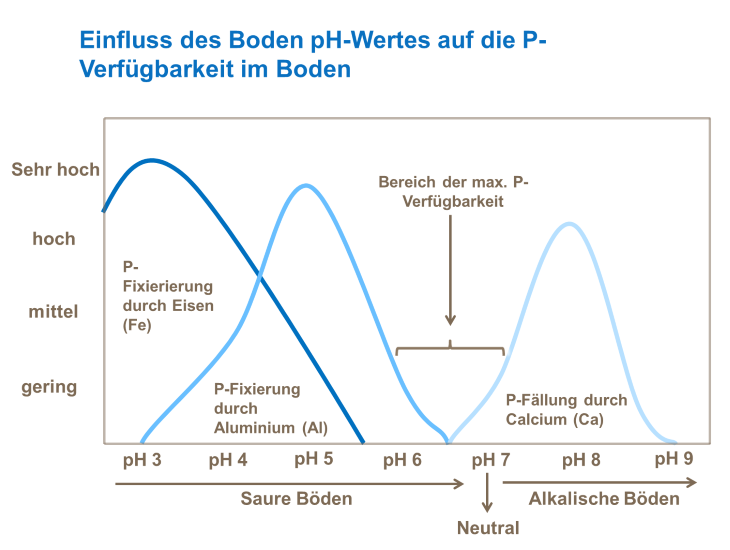 Einfluss des Boden pH-Wertes auf die P-Verfügbarkeit im Boden