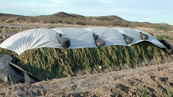 Drying onions in the field