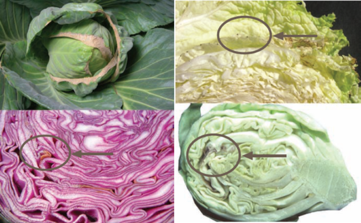 Innenbrand bei Rosenkohl und Spitzenbrand bei Weiß-, Rot- und China Kohl