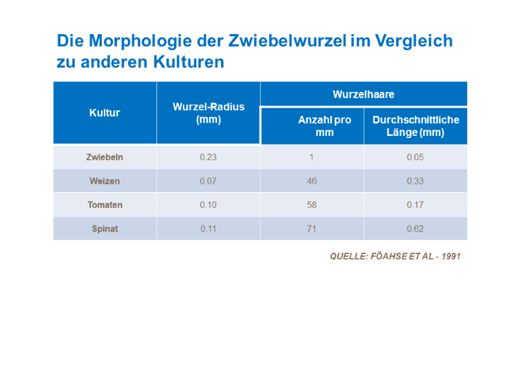 Die Morphologie der Zwiebelwurzel im Vergleich zu anderen Kulturen