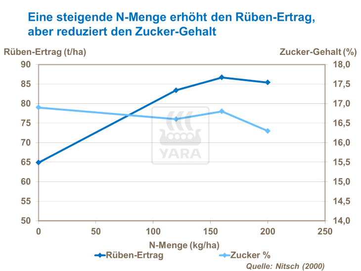 Eine steigende N-Menge erhöht den Rüben-Ertrag, aber reduziert den Zucker-Gehalt 