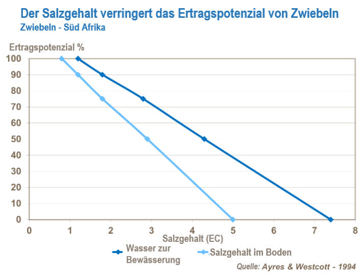 Der Salzgehalt verringert das Ertragspotenzial von Zwiebeln
