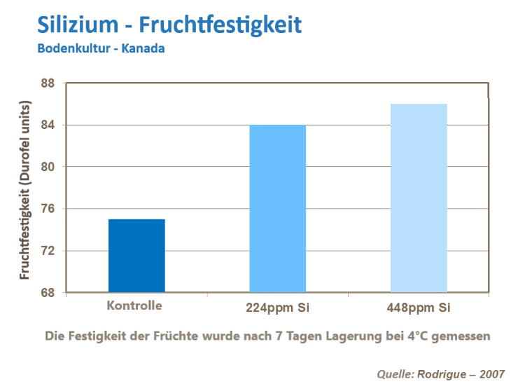 Haltbarkeit Erdbeeren 8.png
