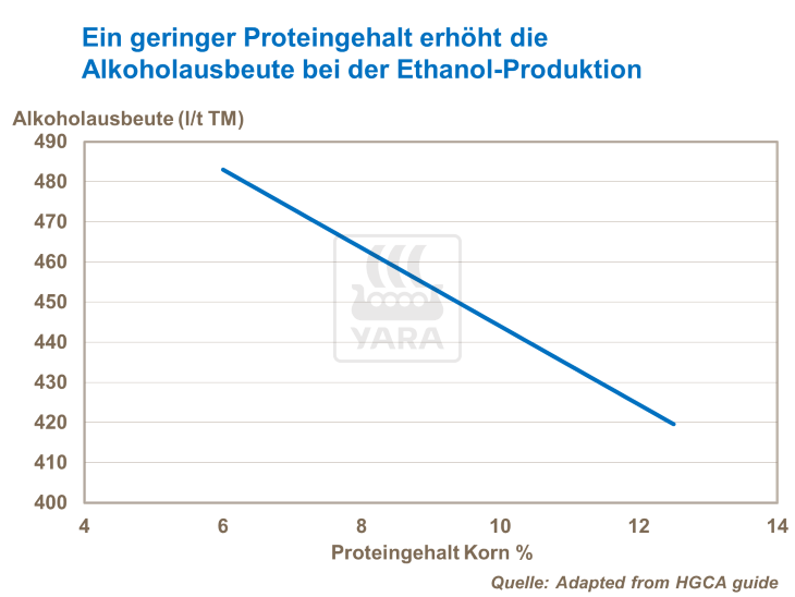 Ein geringer Proteingehalt erhöht die Alkoholausbeute bei der Ethanol-Produktion
