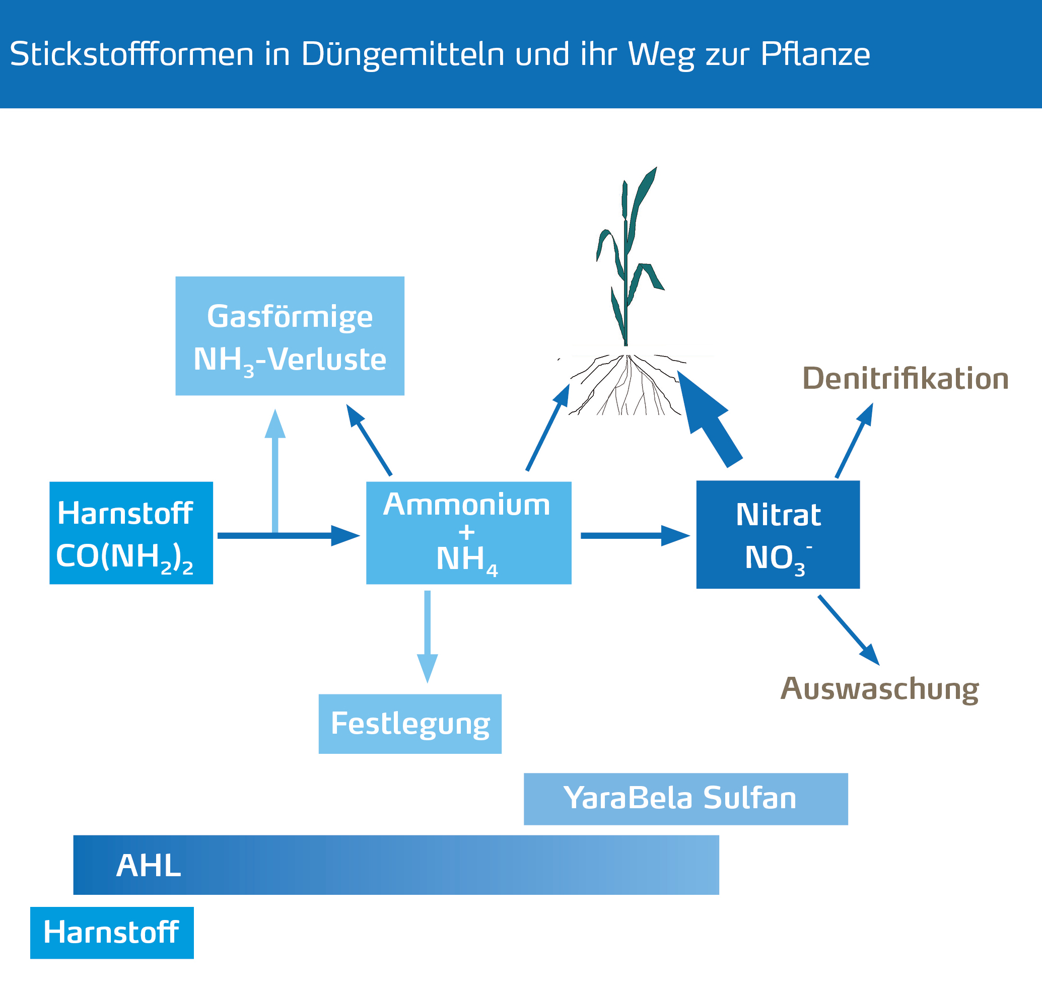 Stickstoffformen in Düngemitteln und ihr Weg in die Pflanze