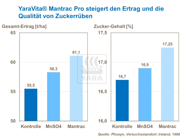 YaraVita MantracPro steigert den Ertrag und die Qualität von Zuckerrüben