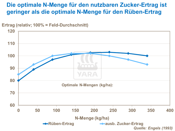 Die optimale N-Menge für den nutzbaren Zucker-Ertrag ist geringer als die optimale N-Menge für den Rüben-Ertrag 