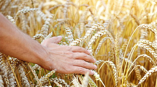 Harnstoffeinschränkungen: Wie geht es weiter?