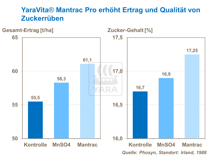 YaraVita Mantrac Pro erhöht Ertrag und Qualität von Zuckerrüben