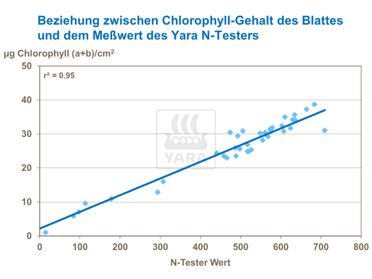 Beziehung zwischen Chloropyhll-Gehalt des Blattes und dem Meßwert des Yara N-Testers