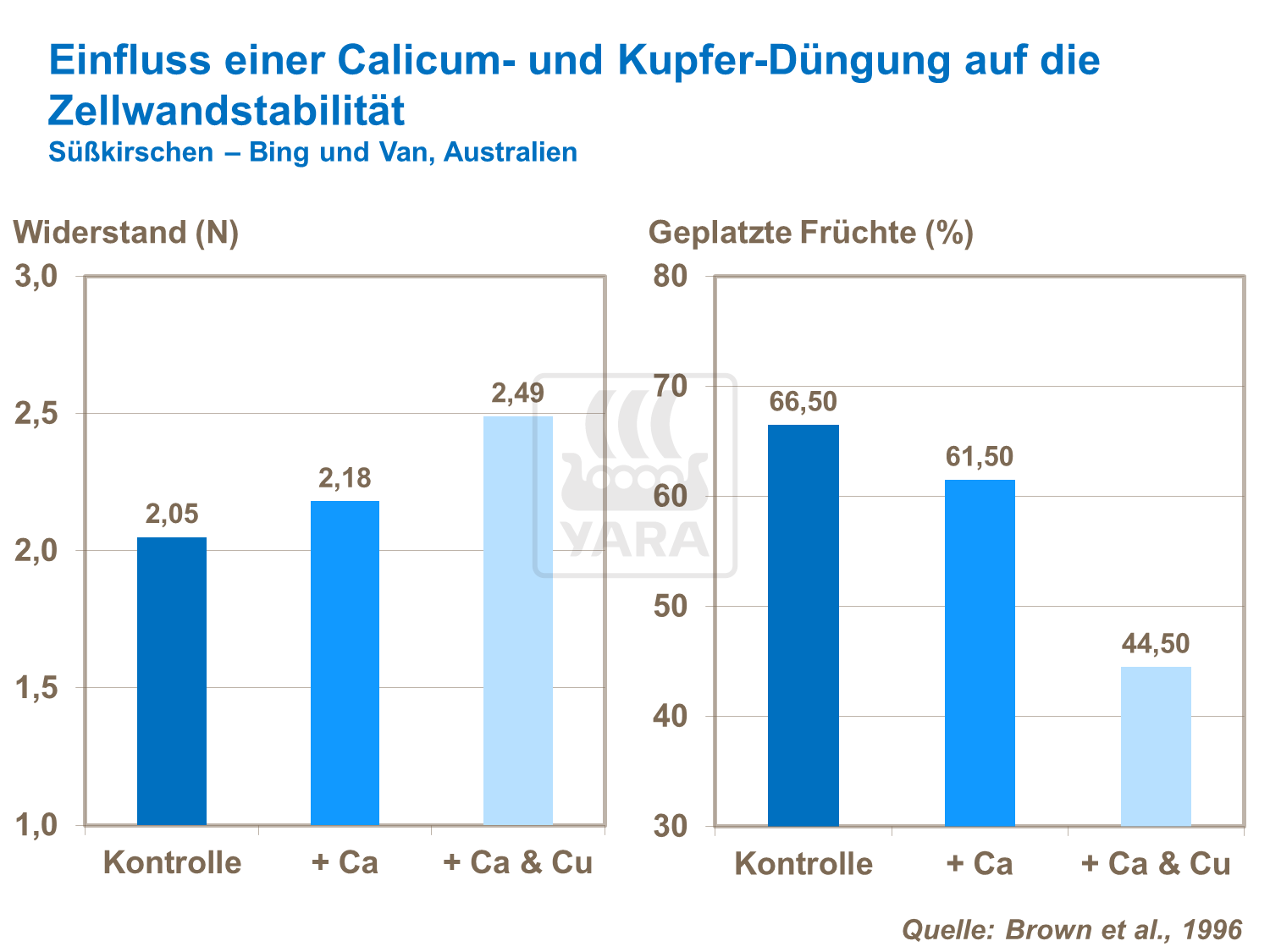 Einfluss einer Calcium- und Kupferdüngung auf die Zellwandstabilität bei Süßkirschen