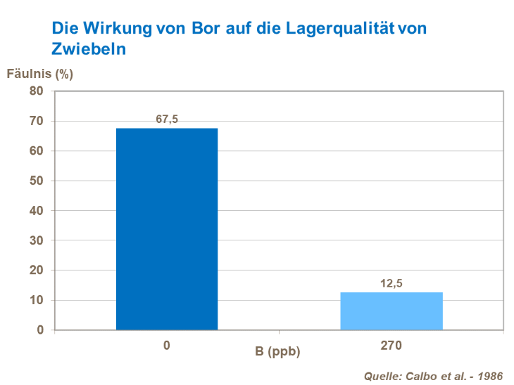 Die Wirkung von Bor auf die Lagerqualität von Zwiebeln