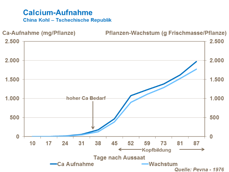 Calcium-Aufnahme