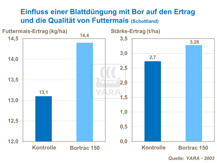 Einfluss einer Blattdüngung mit Bor auf den Ertrag und die Qualität von Futtermais (Schottland) 