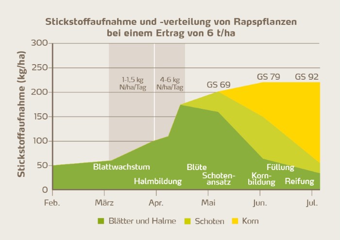 Kumulative Stickstoffaufnahme während des Wachstumszyklus. Maximale Trockenmasse und Stickstoffanreicherung können nur durch leicht verfügbaren Nitratstickstoff erreicht werden [3].