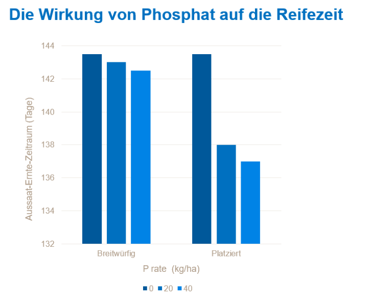 Das Diagramm zeigt den Unterschied von breitwürfigem und platziertem P auf die Reifezeit