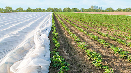 Erdbeerfeld-das-bereits-zur-Haelfte-mit-Vlies-abgedeckt_450px.jpg