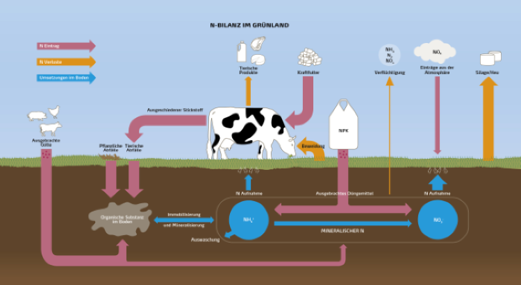 N-Bilanz im Grünland 