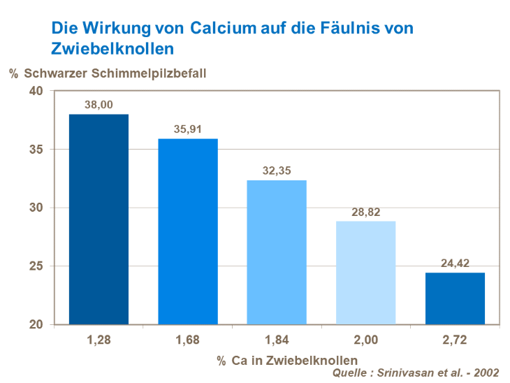 Die Wirkung von Calcium auf die Fäulnis von Zwiebelknollen