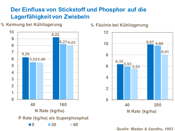 Der Einfluss von Stickstoff und PHosphor auf die Lagerfähigkeit von Zwiebeln