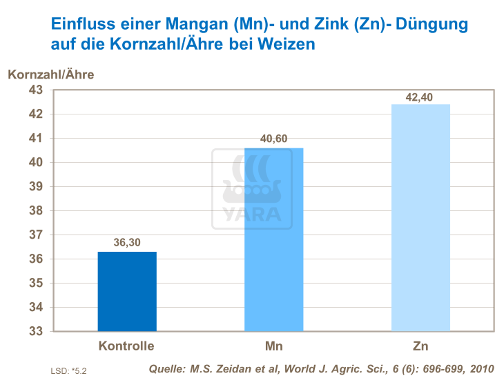 Einfluss der Mangan- und Zinkdüngung auf die Kornzahl pro Ähre