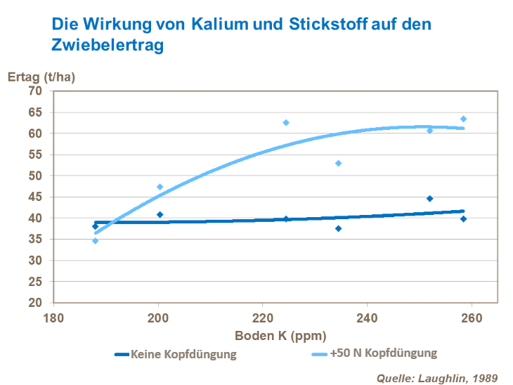 Die Wirkung von Kalium und Stickstoff auf den Zwiebelertrag