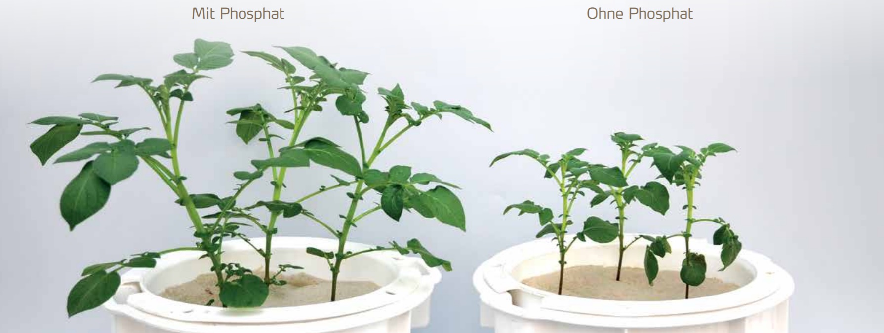 Vergleich Wachstum.jpg