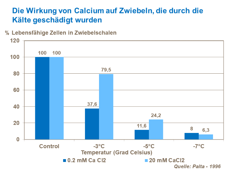 Die Wirkung von Calcium auf Zwiebeln, die durch die Kälte geschädigt wurden