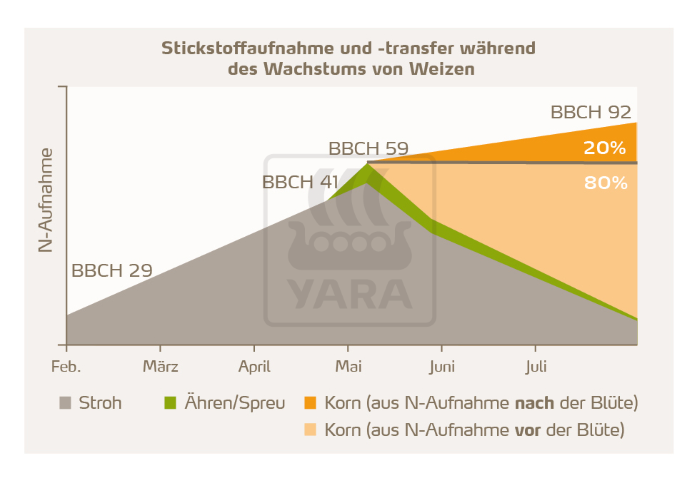 Stickstoffaufnahme und -transfer während des Wachstums von Weizen