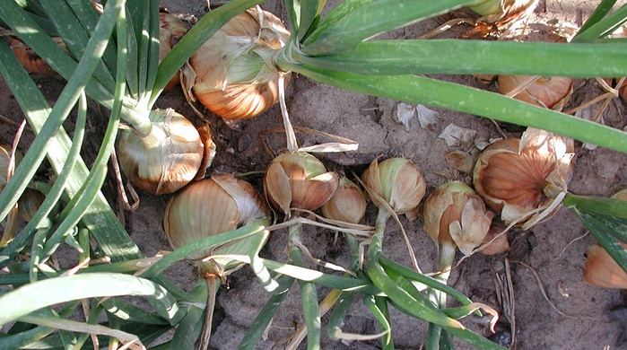 Zwiebeln in ungleichen Abständen