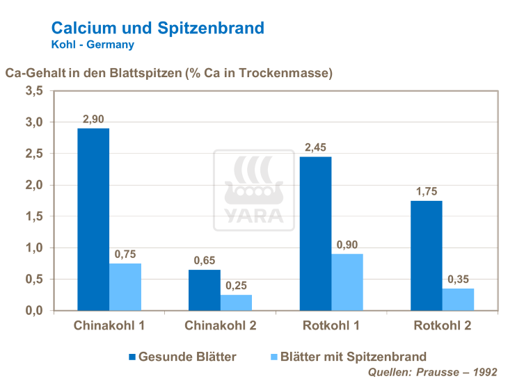 Calcium und Spitzenbrand