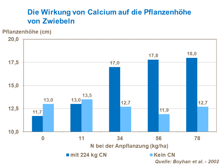 Die Wirkung von Calcium auf die Pflanzenhöhe von Zwiebeln