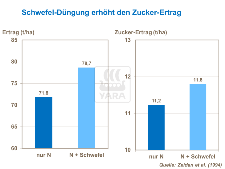 Schwefel-Düngung erhöht den Zucker-Ertrag