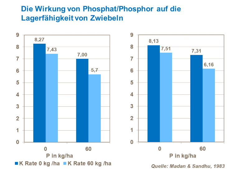 Die Wirkung von Phosphat/Phosphor auf die Lagerfähigkeit von Zwiebeln