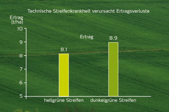 Technische Streifenkrankheit verursacht Ertragsverluste