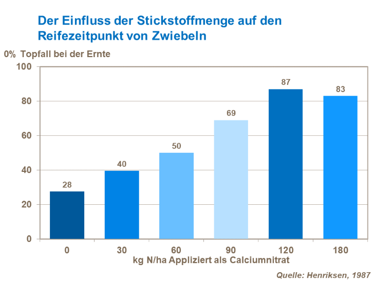 Der Einfluss der Stickstoffmenge auf den Reifezeitpunkt von Zwiebeln