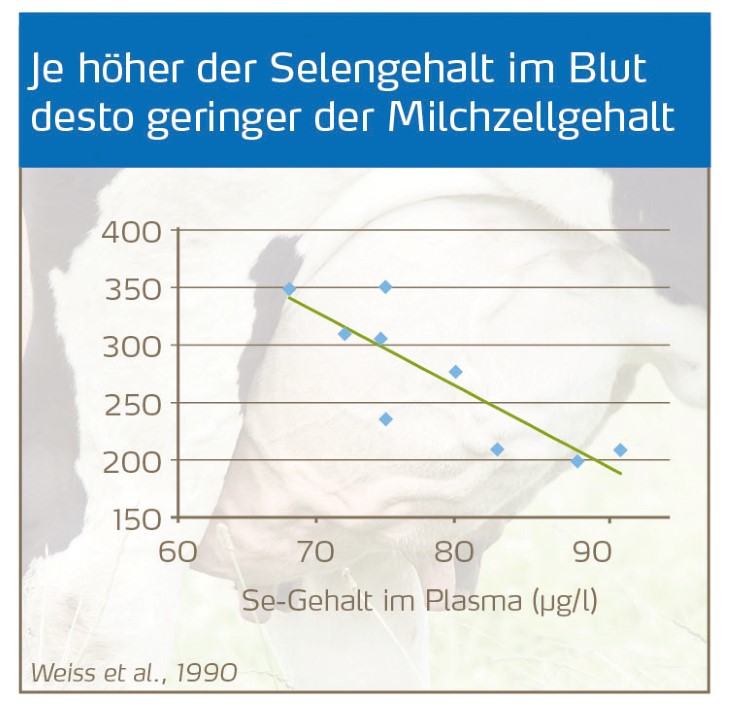 Selengehalt und Milchzellgehalt