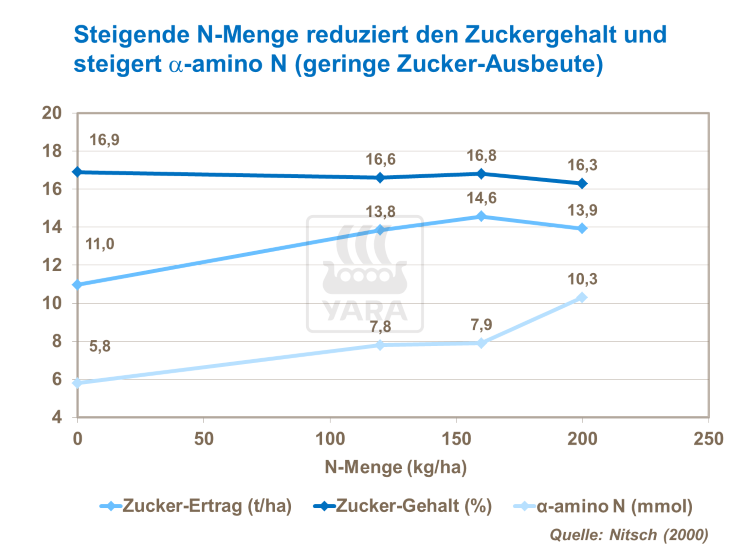 Steigende N-Menge reduziert den Zuckergehalt und steigert a-Amino N