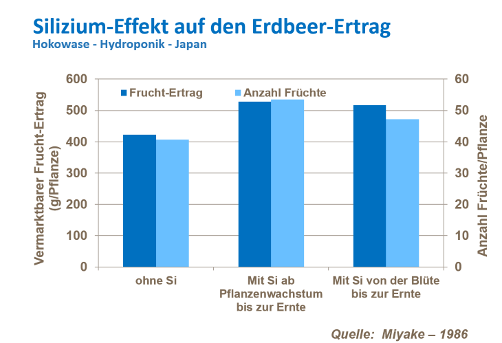 Erdbeer-Ertrag erhöhen 2.png