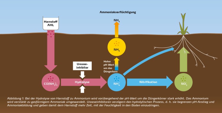 Ureaseinhibitoren verzögern den hydrolytischen Prozess 
