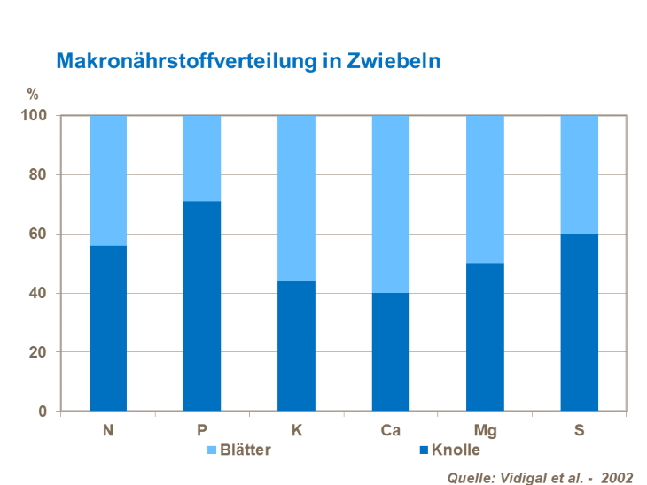 Die Makronährstoffverteilung in Zwiebeln