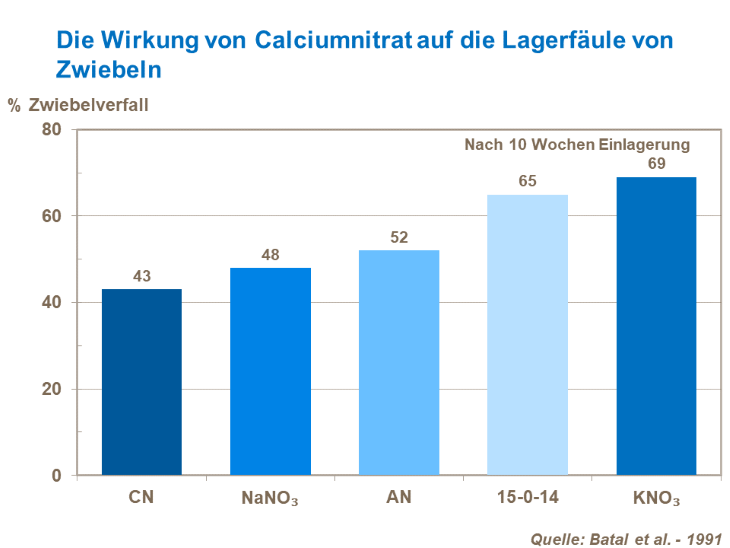 Die Wirkung von Calciumnitrat auf die Lagerfäule von Zwiebeln