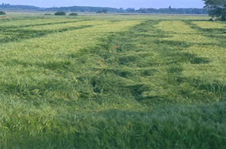Farbunterschiede Streuvariabilität