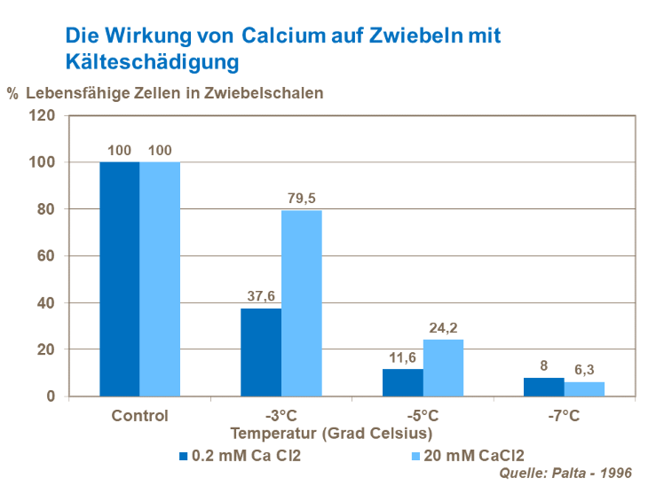 Die Wirkung von Calcium auf Zwiebeln mit Kälteschäden
